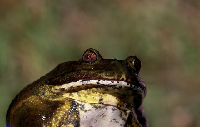 <p>A Chilean frog (Calyptocephalella gayi) is seen in a wetland in the middle of a neighbourhood in the city of Quilpue, Chile</p>