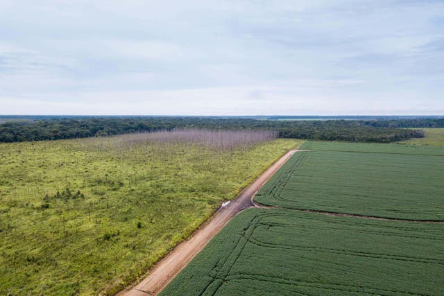 Aerial view of soy plantation, dirt road, deforested land and forest in the background in the Amazon (Alamy/PA)