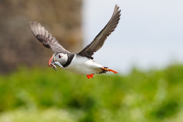 <p>The wildlife site is home to puffins, gannets, kittiwakes and guillemots.</p>