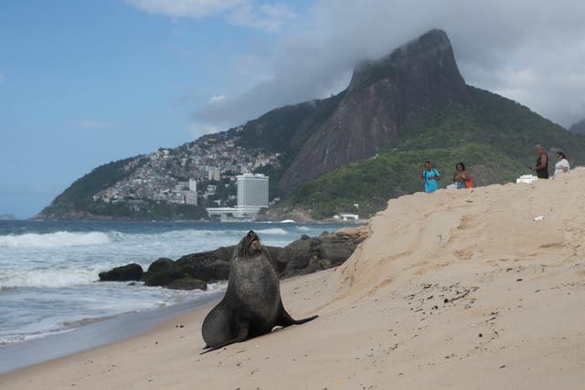 BRASIL IPANEMA FOCA