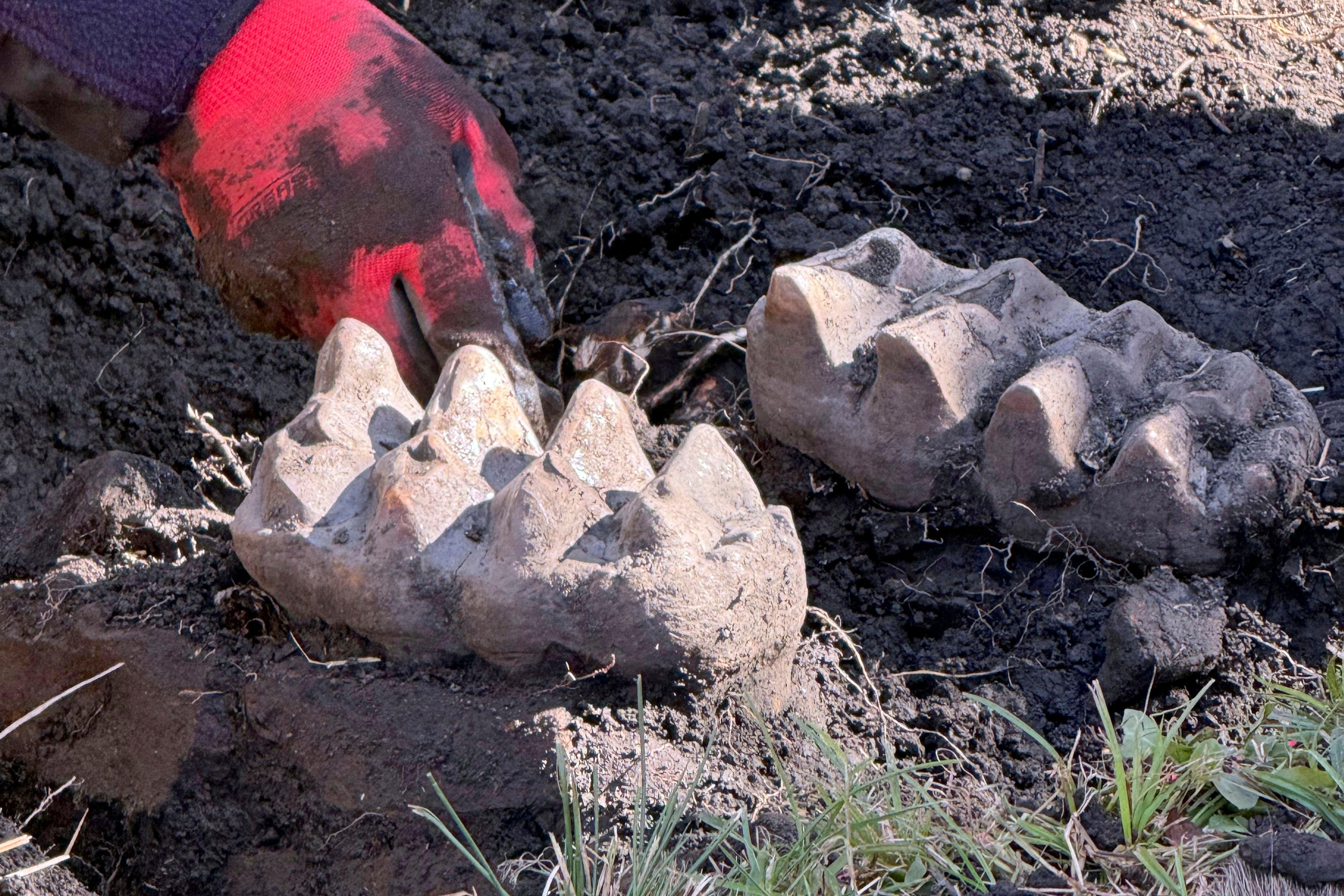 New York State Museum and State University of New York Orange staff unearth a complete well-preserved mastodon jaw