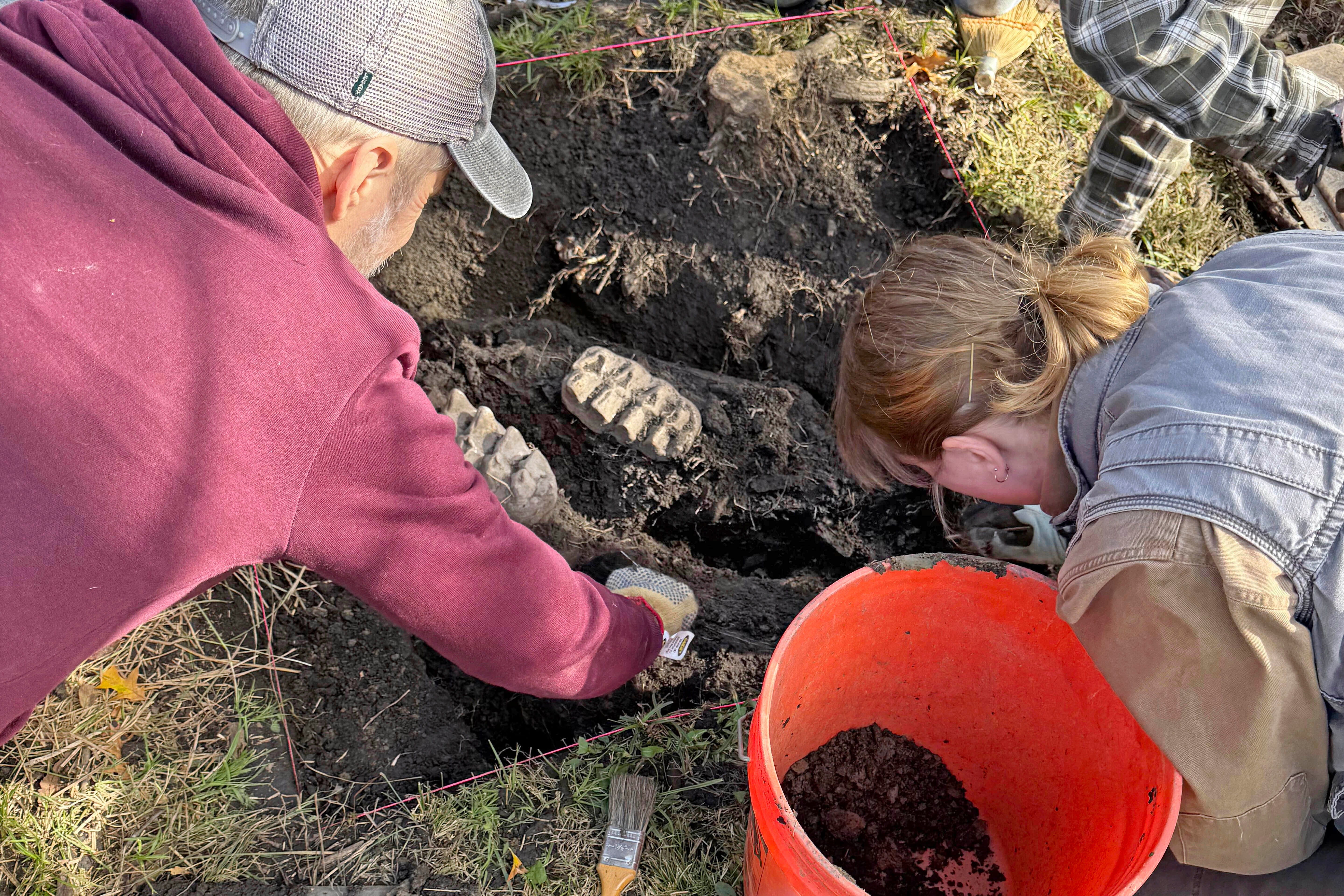 complete well-preserved mastodon jaw was found in the garden