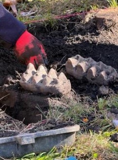 Rahang mastodon menonjol keluar dari tanah di Orange County, New York. Lebih dari 150 fosil mamalia prasejarah telah ditemukan di seluruh negara bagian