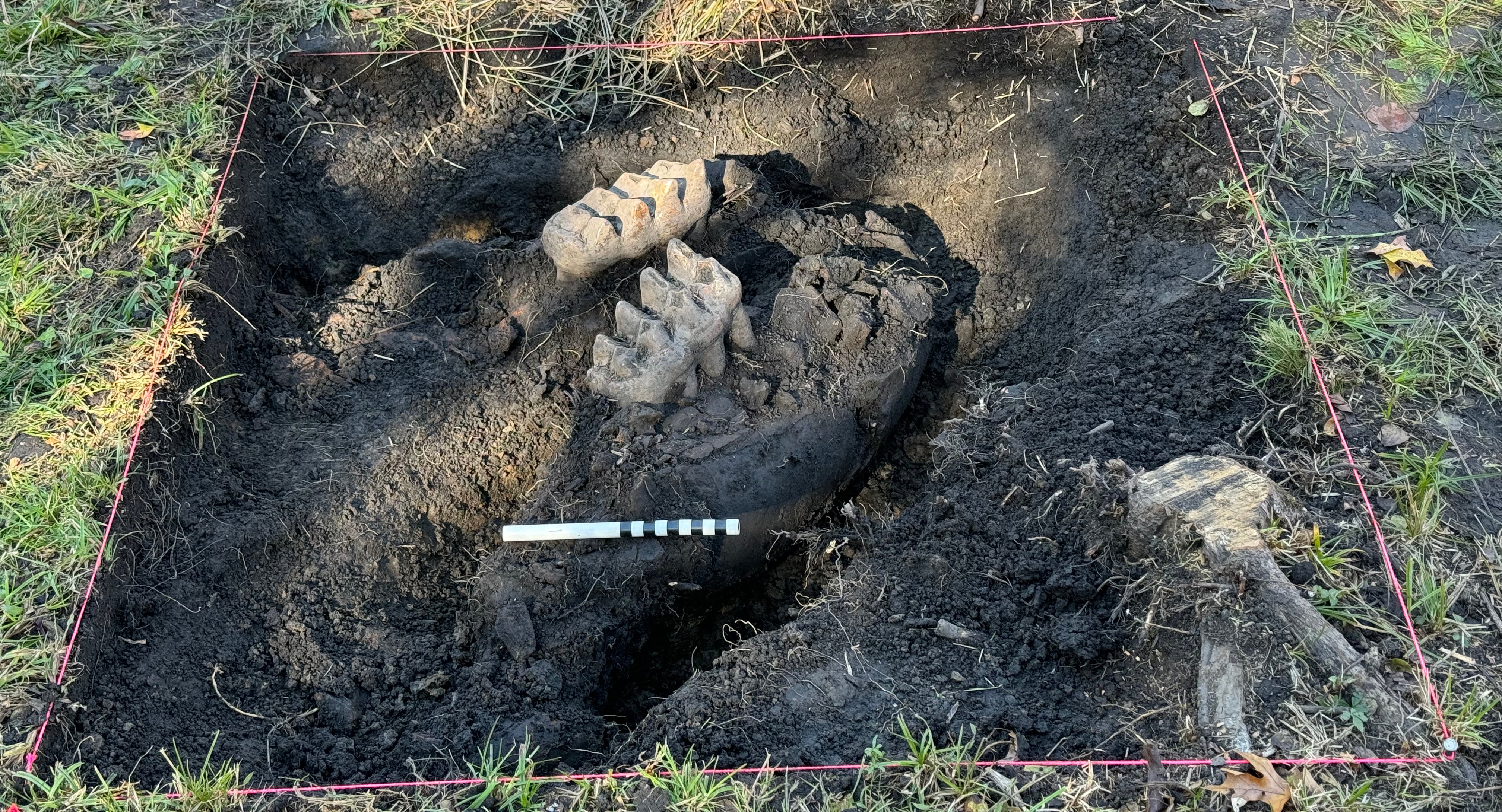 The mastodon jaw pokes out of the ground in a New York backyard. The jaw was found along bone fragments