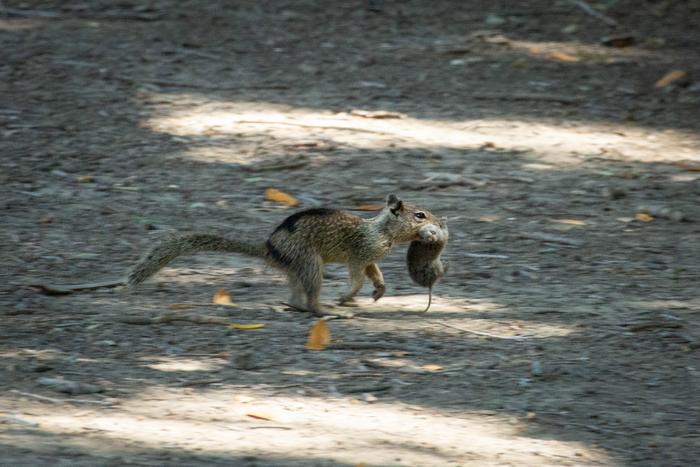 Ein kalifornisches Erdhörnchen läuft im Costa Costa County mit einer Wühlmaus, die Beute im Maul hatte. Die Bilder gehören zu den ersten dokumentierten Fällen von Eichhörnchen, die fleischfressende Nahrung fressen