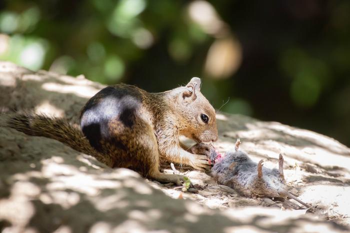 Ein kalifornisches Erdhörnchen stützt sich im Briones Regional Park auf eine Wühlmaus. Die Beobachtungen überraschten Wissenschaftler