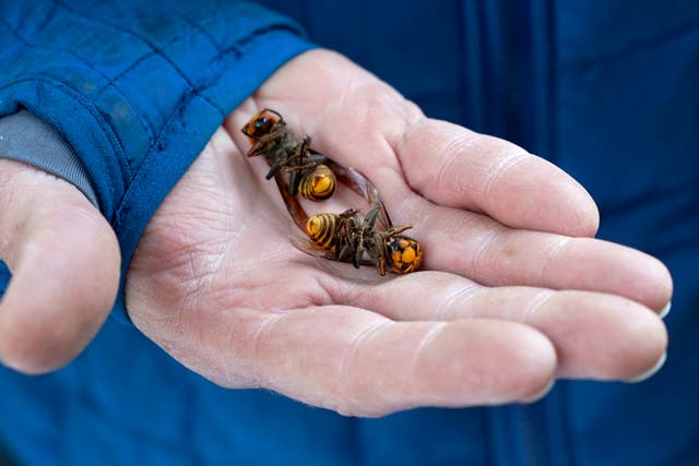<p>A Washington state Department of Agriculture worker holds two of the dozens of Asian giant hornets</p>