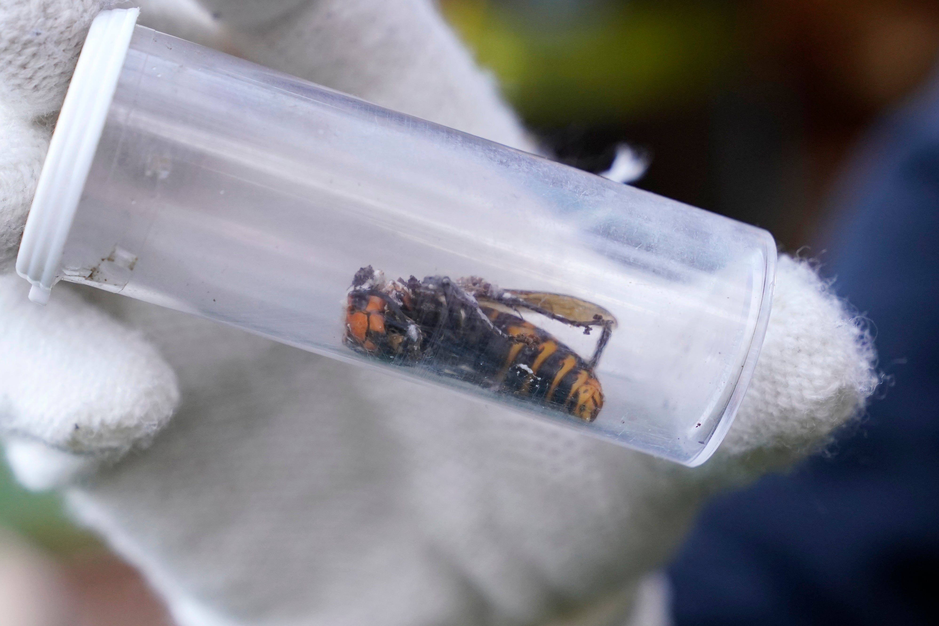 A Washington State Department of Agriculture worker displays an Asian giant hornet taken from a nes