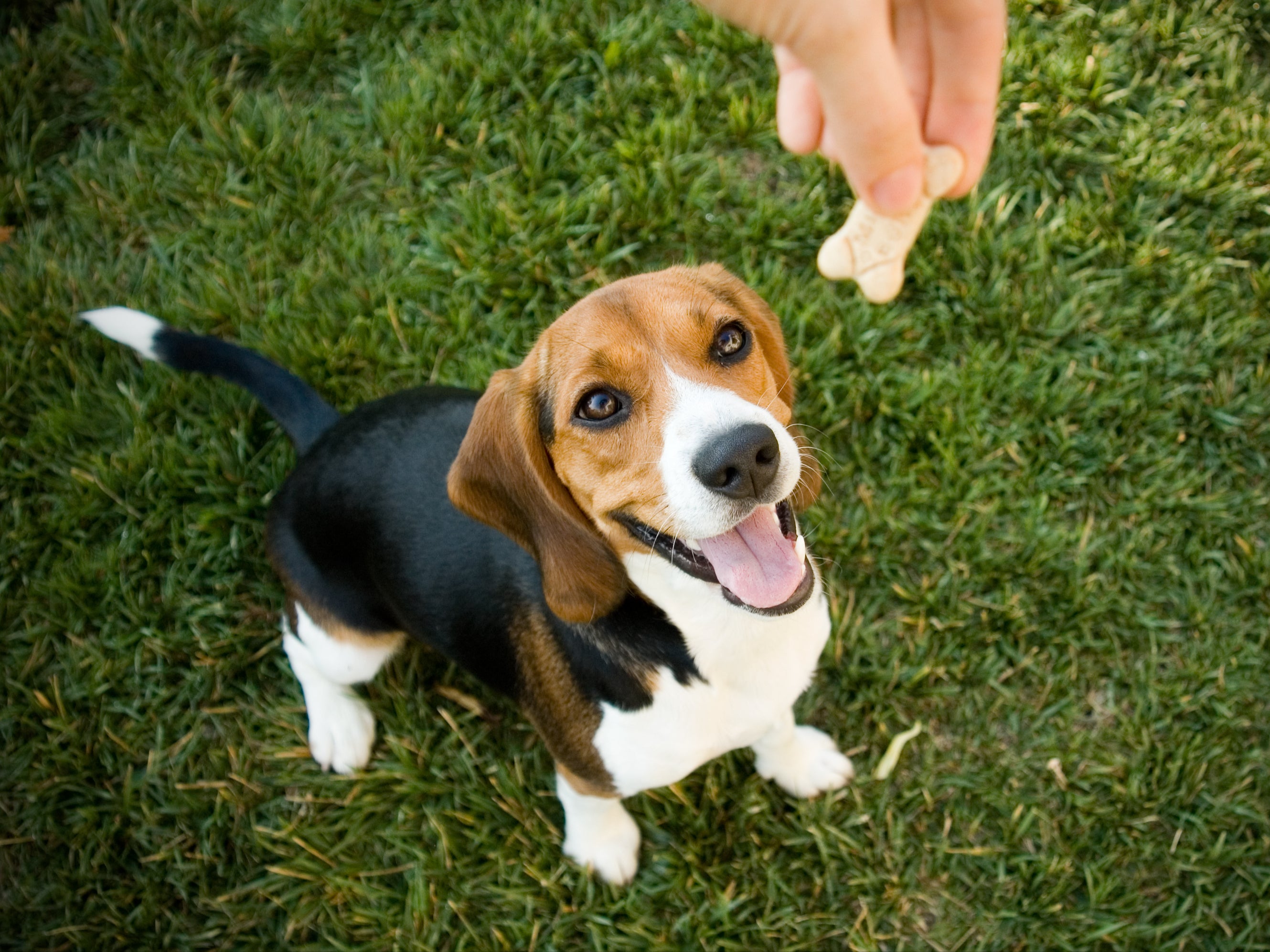 The FDA has raised alarms over potentially deadly dog treats recently recalled from shelves