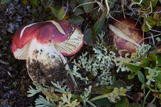 Russula neopascua grows among alpine willow of the high Rockies in Colorado and Montana (Chance Noffsinger)