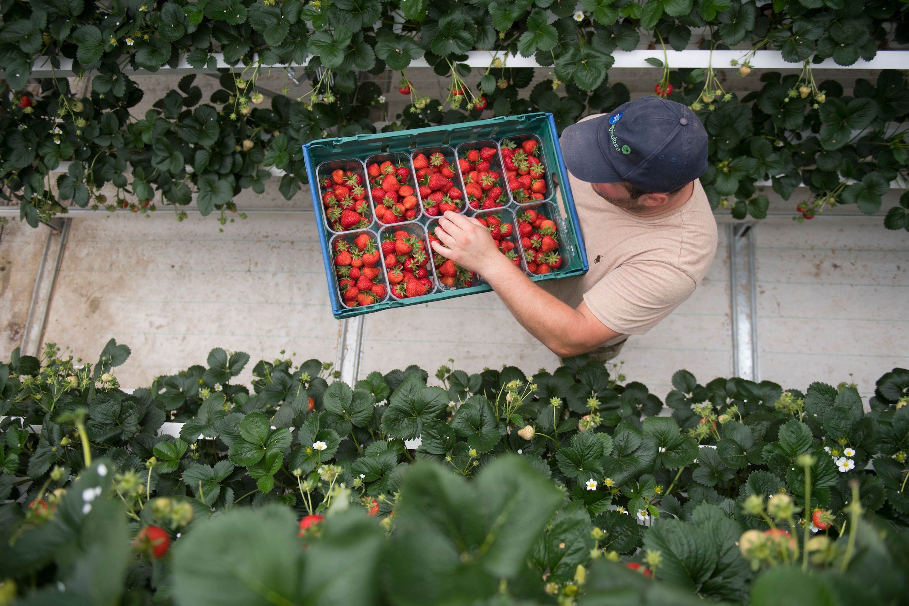 Two producers in West Sussex have produced 38 tonnes of strawberries for the Christmas period (Tesco/Ben Stevenson’s Media/PA)