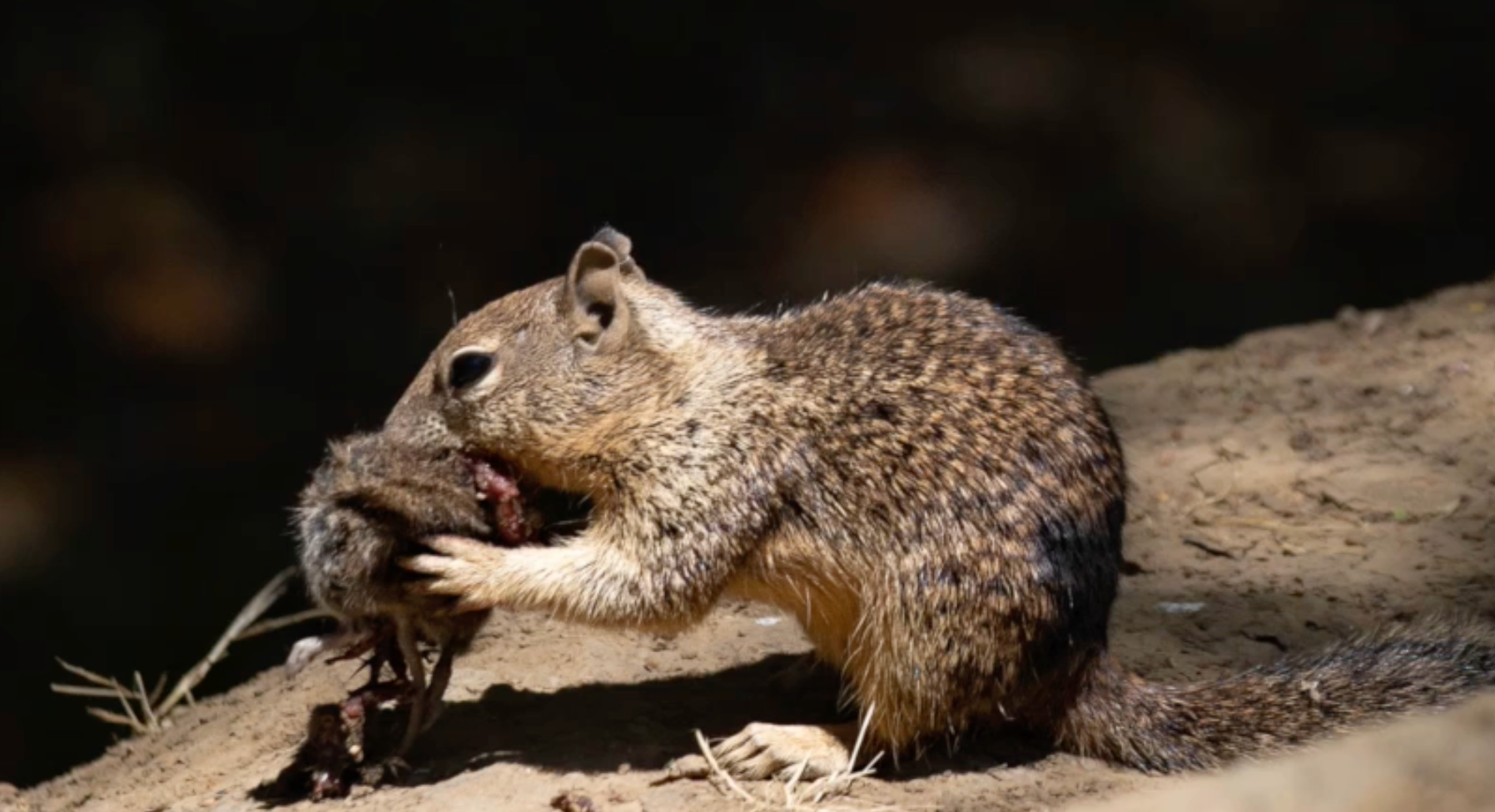 Marmotas da Califórnia são recentemente caçadas pelo consumo de ratazanas maduras da Califórnia