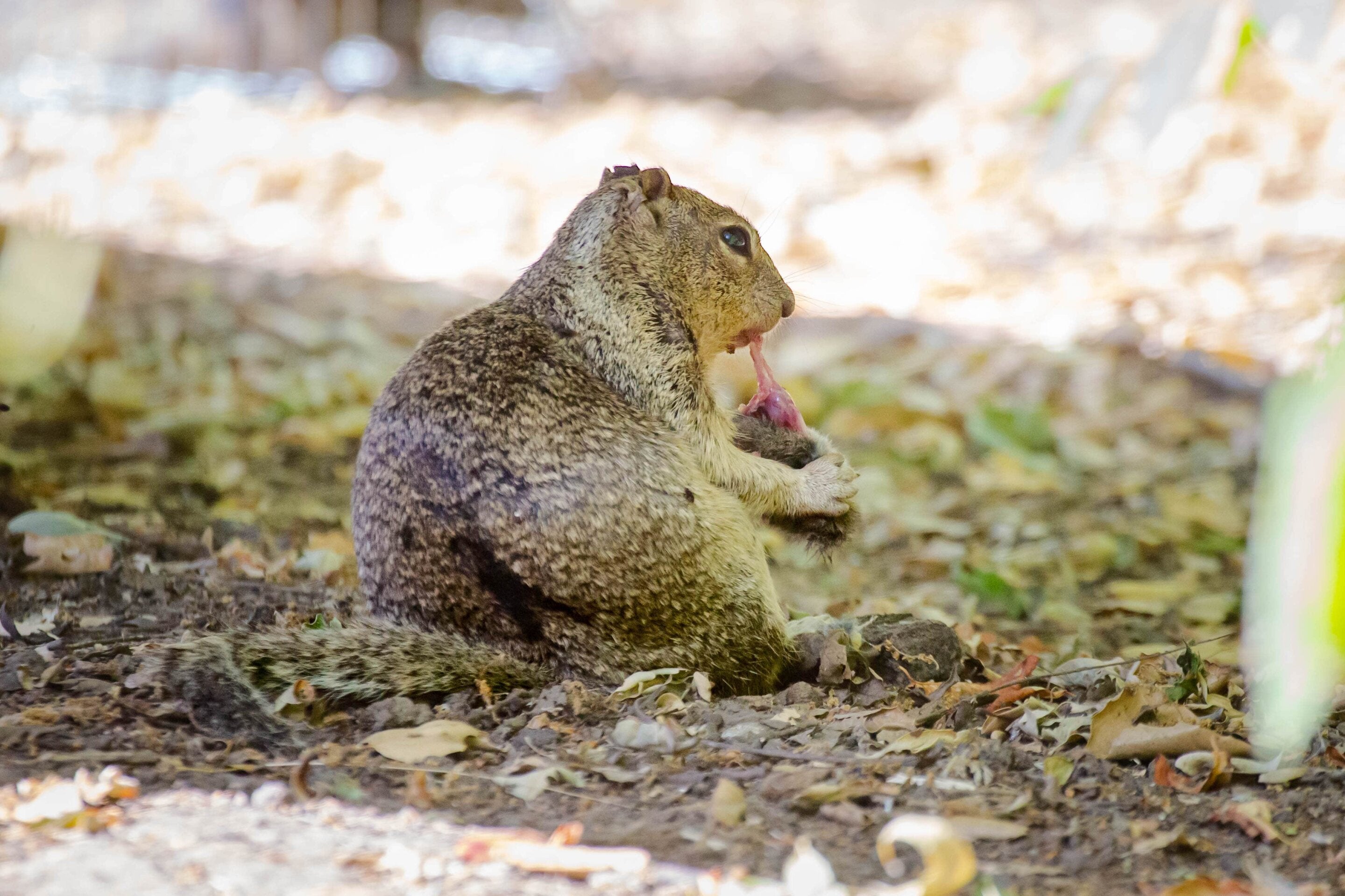 Um esquilo terrestre da Califórnia janta ratos caçados em um parque regional da Bay Area