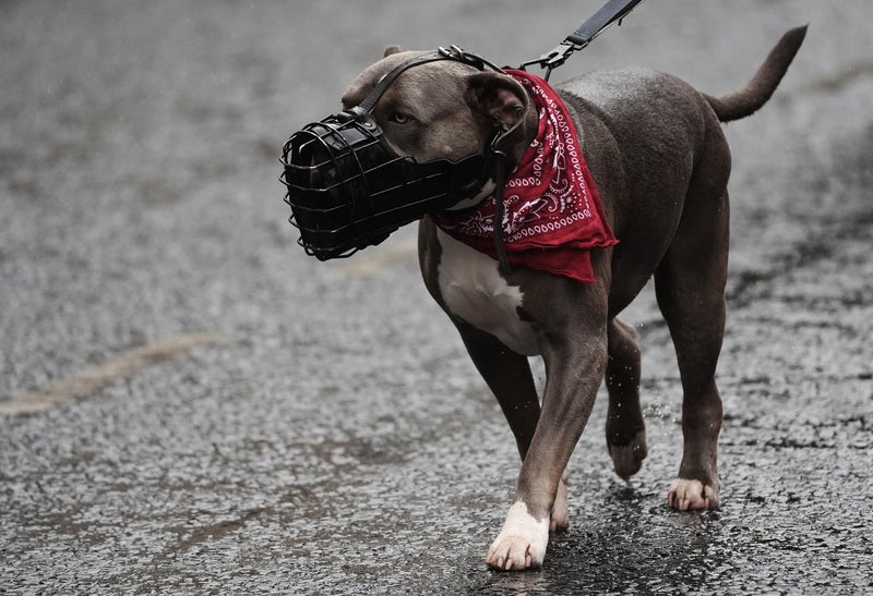 XL Bully ban will cost police £25 million in vet and kennel fees this year with no clear reduction in attacks