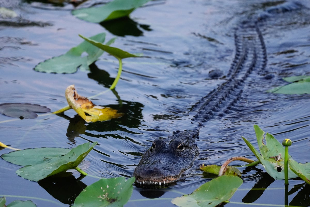 Woman canoeing in Florida river attacked and killed by alligator despite husband’s desperate attempt to save her