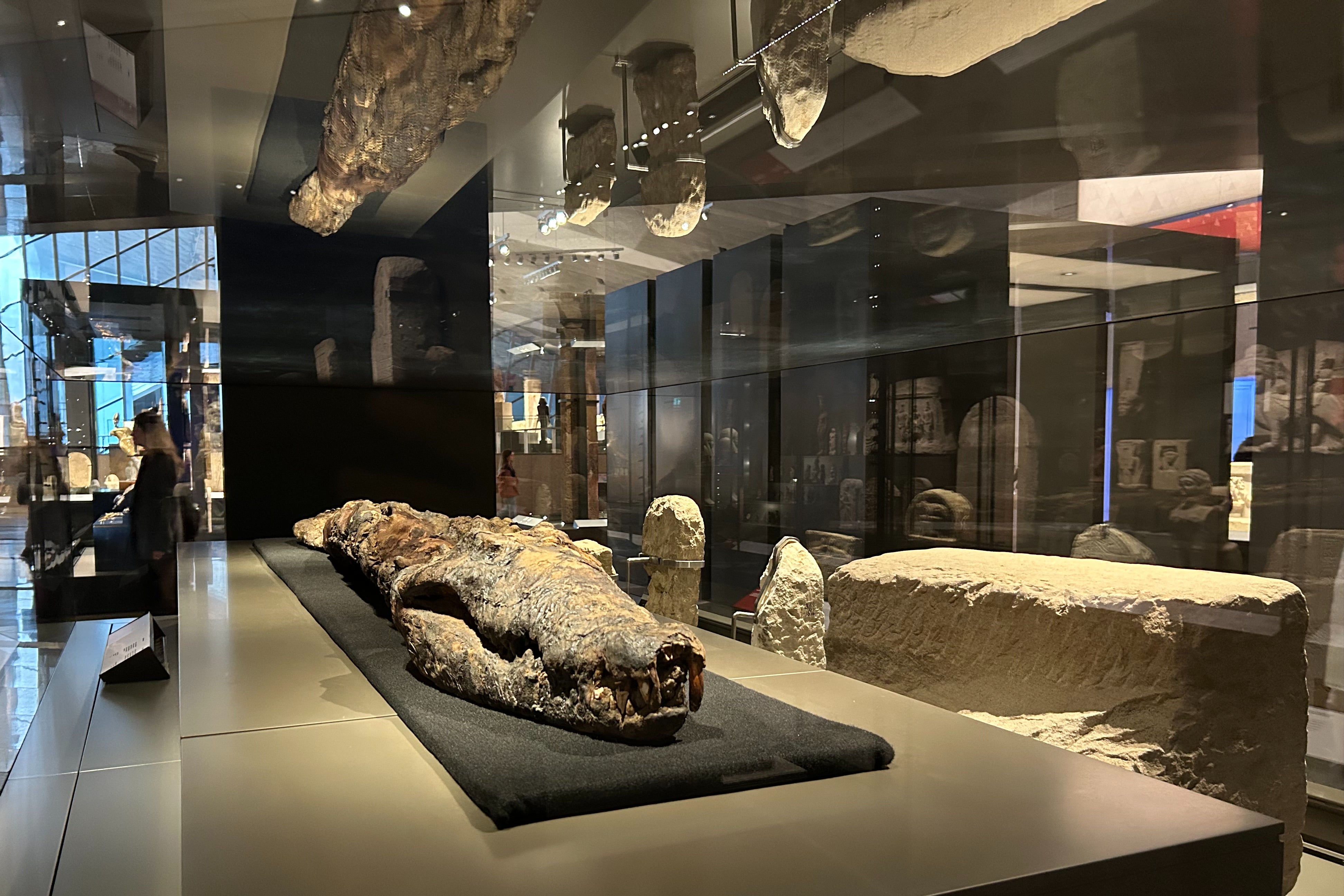 A mummified crocodile is housed in the museum