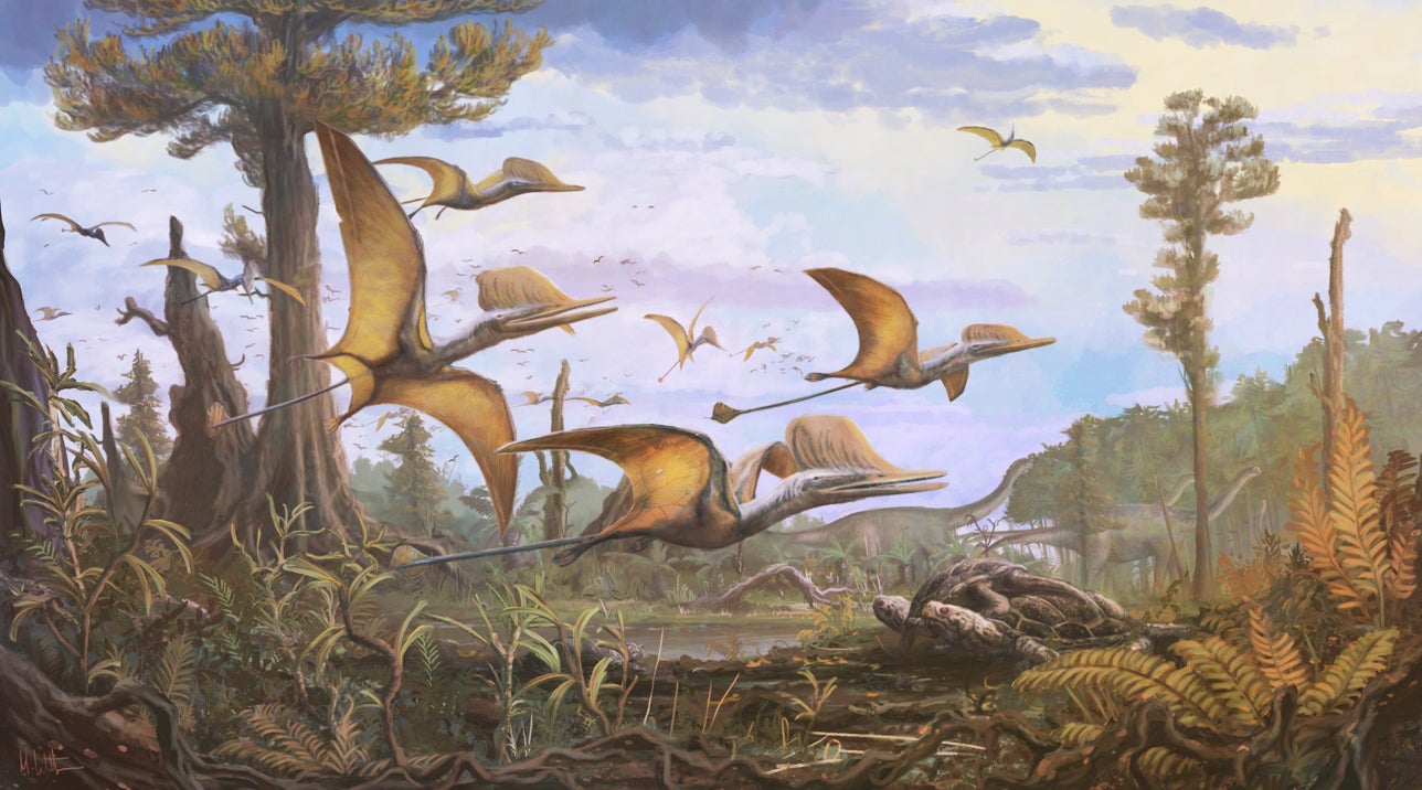 An illustration issued by the Natural History Museum (NHM) of Ceoptera evansae a pterosaur described from the Isle of Skye