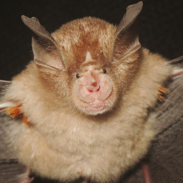 <p>Rhinolophus webalai - while looking into the evolutionary relationships of a group of horseshoe bats, researchers realised that there was a new species hidden among them</p>