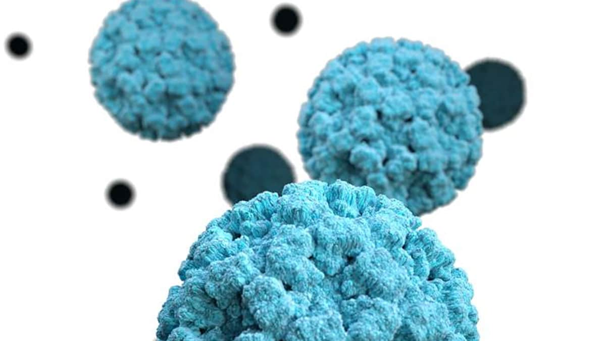 Norovirus virus particles are seen in this illustration. The illness causes around 2,500 outbreaks in the US every year