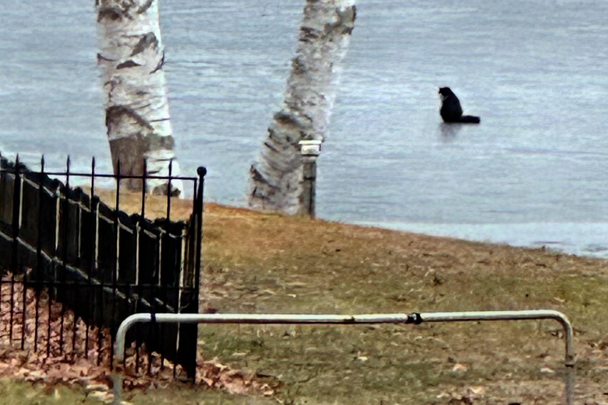 Blind Cat-Icy Pond Rescue