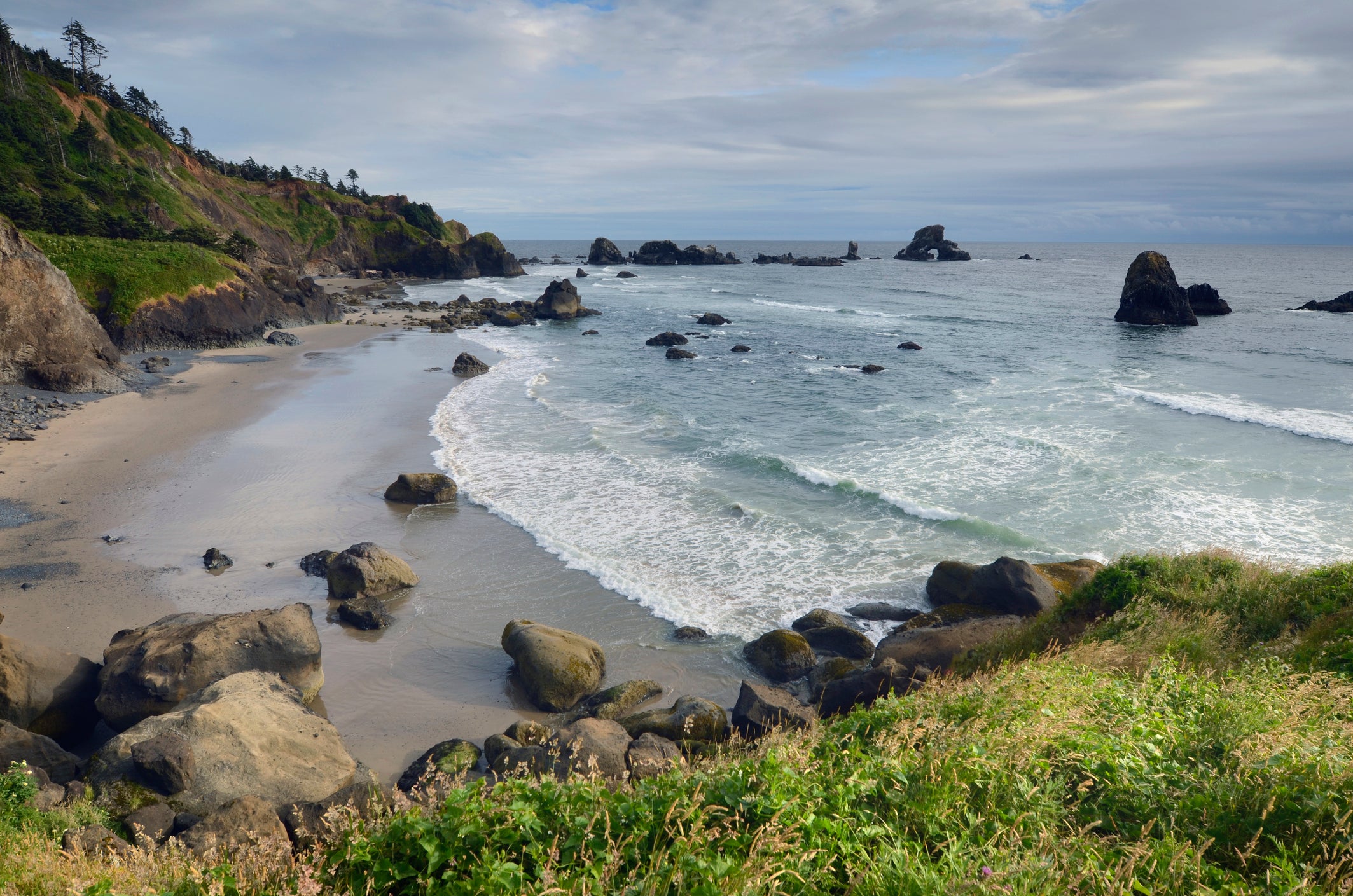 A seaweed foraging adventure along the Oregon coastline