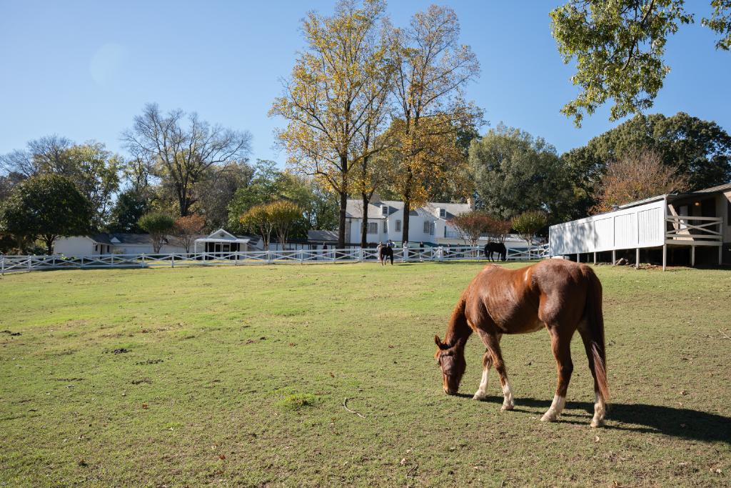 Os estábulos de Graceland – Elvis desenvolveu uma paixão por cavalos enquanto estava nos sets de filmagem