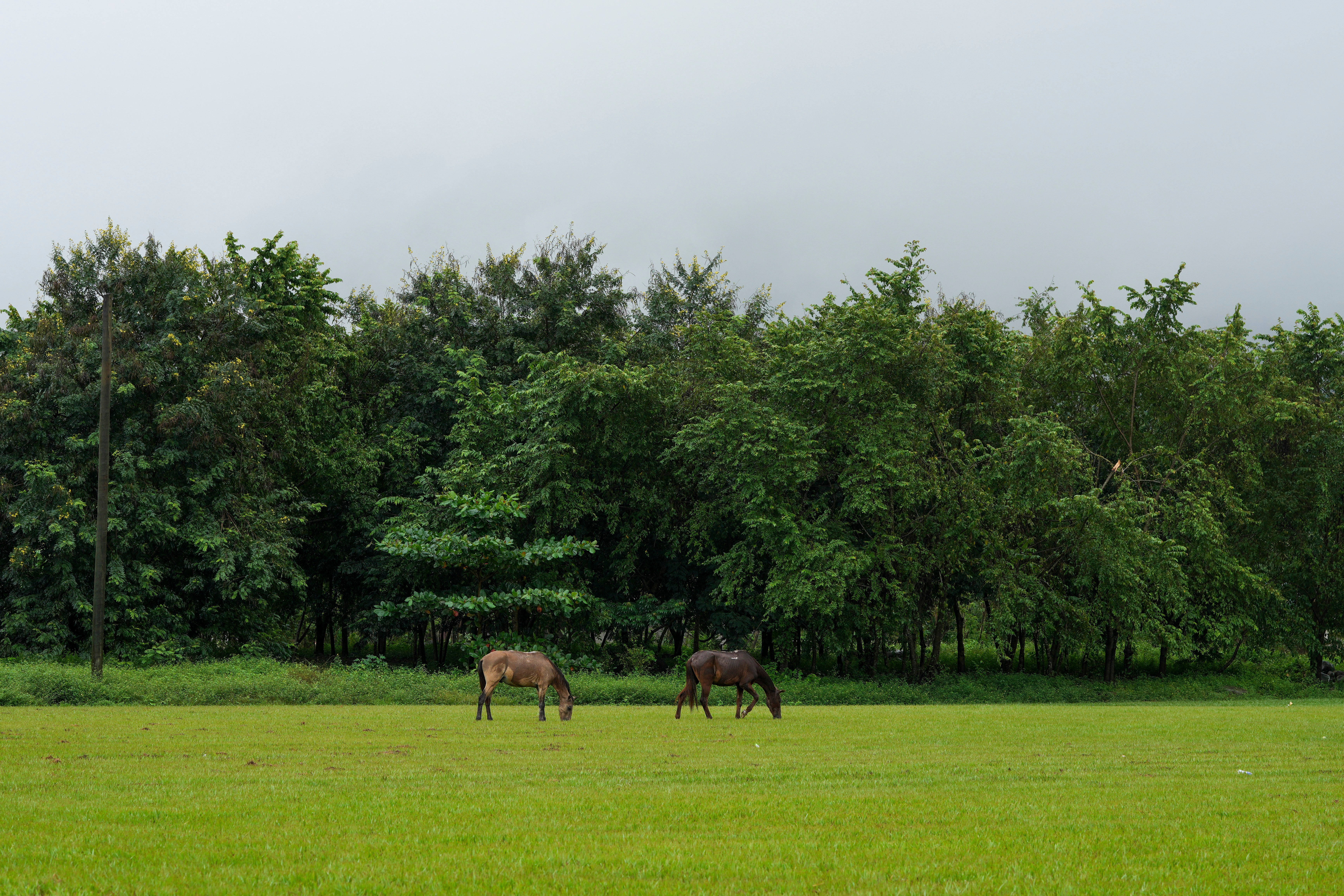 Honduras Environmentalist Killing