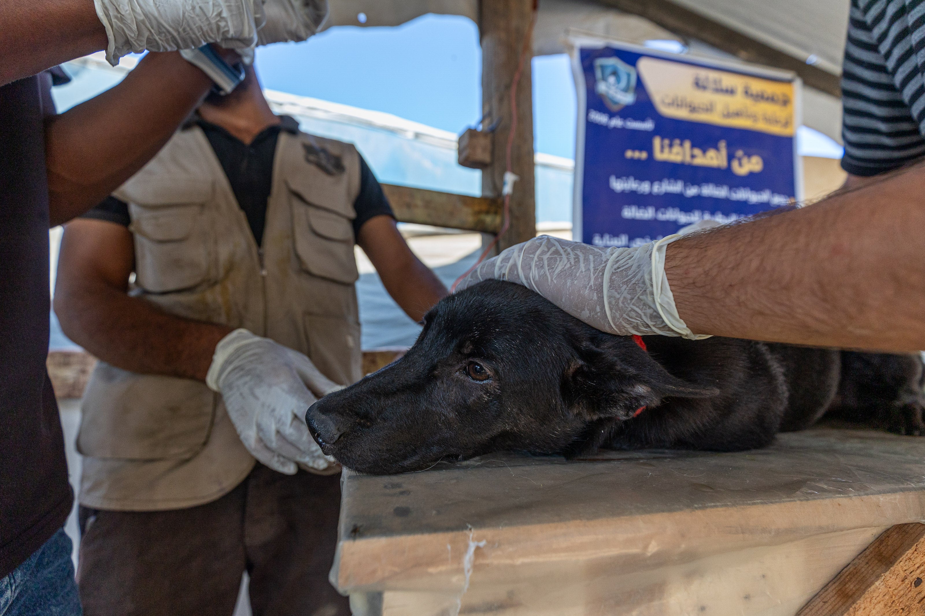 Sulala Animal Rescue volunteers treat a dog at a clinic in Deir al-Balah in October 2024