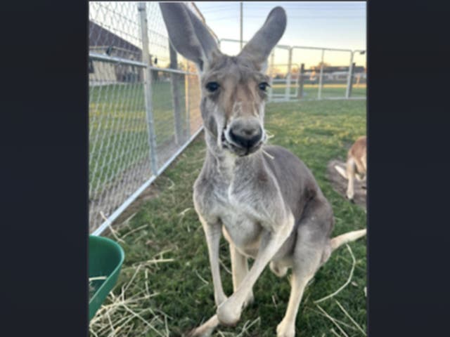 <p>Rowdy the kangaroo. pictured here before he escaped his pen in Sealy, Texas, in December 2024. Residents around Sealy have been searching for the kangaroo since his escape</p>