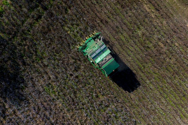 Hurricane Ravaged Crops