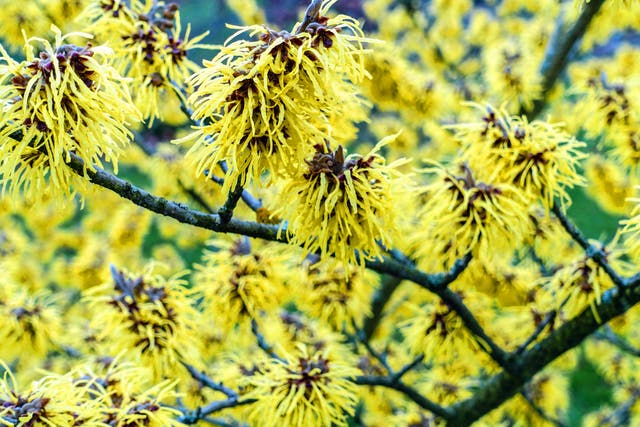 These plants will provide a gorgeous aroma in your garden this winter (Alamy/PA)