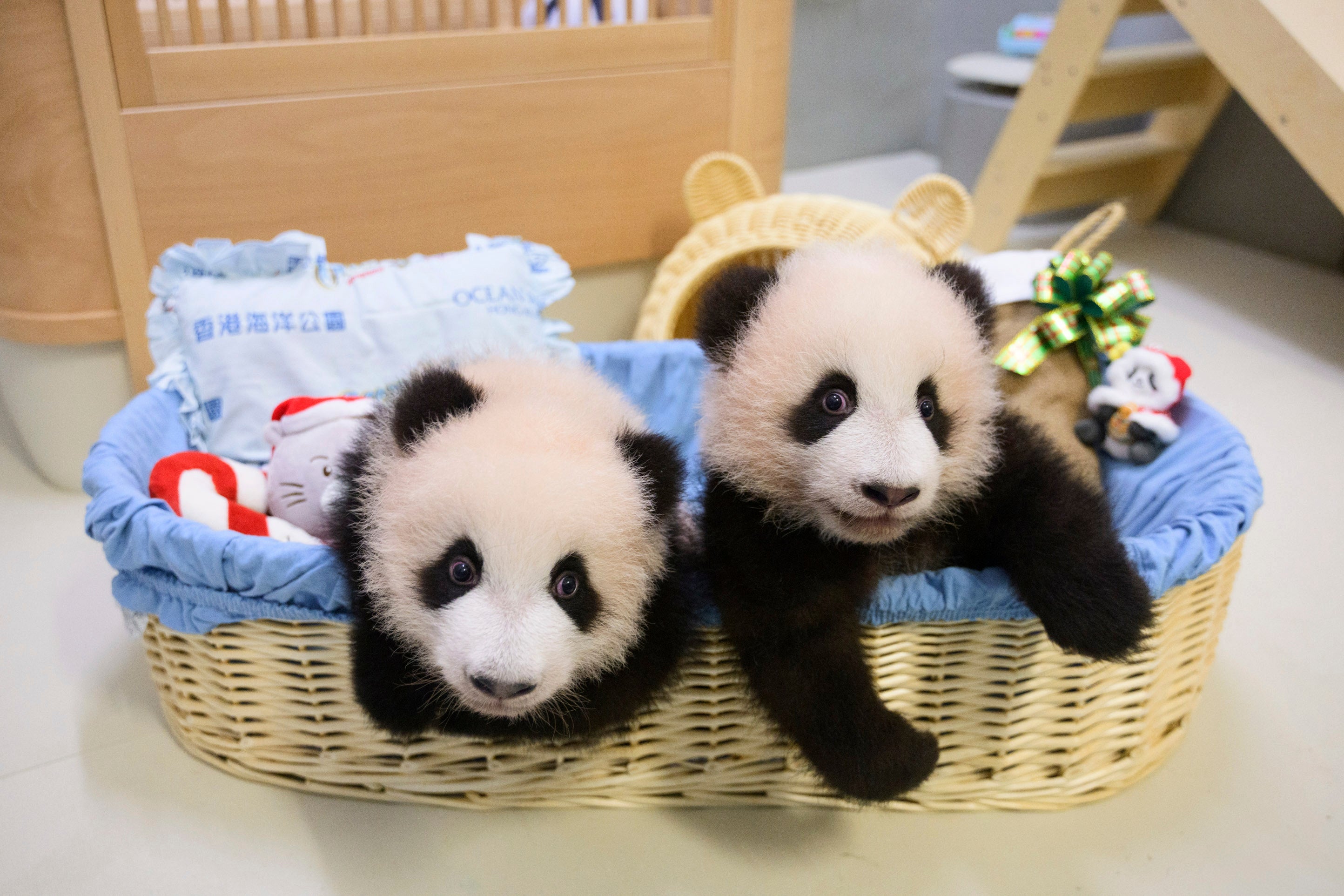 Hong Kong Pandas Christmas