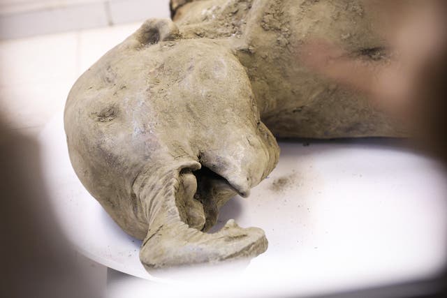 <p>El mamut, conservado durante casi 50.000 años, habría tenido aproximadamente un año de edad cuando murió </p>