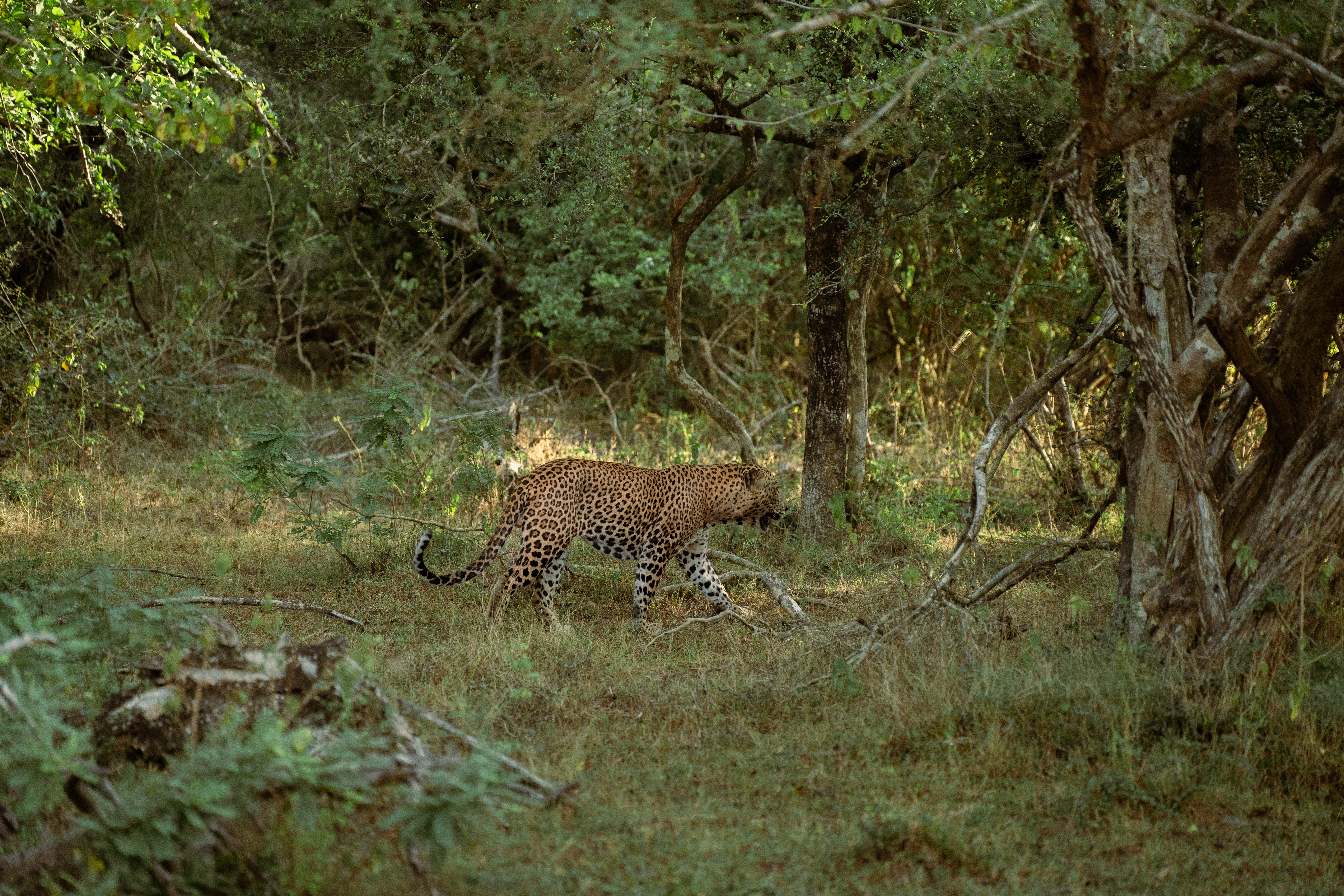 Faodaidh an leopard so-ruigsinneach a bhith duilich fhaicinn air safari