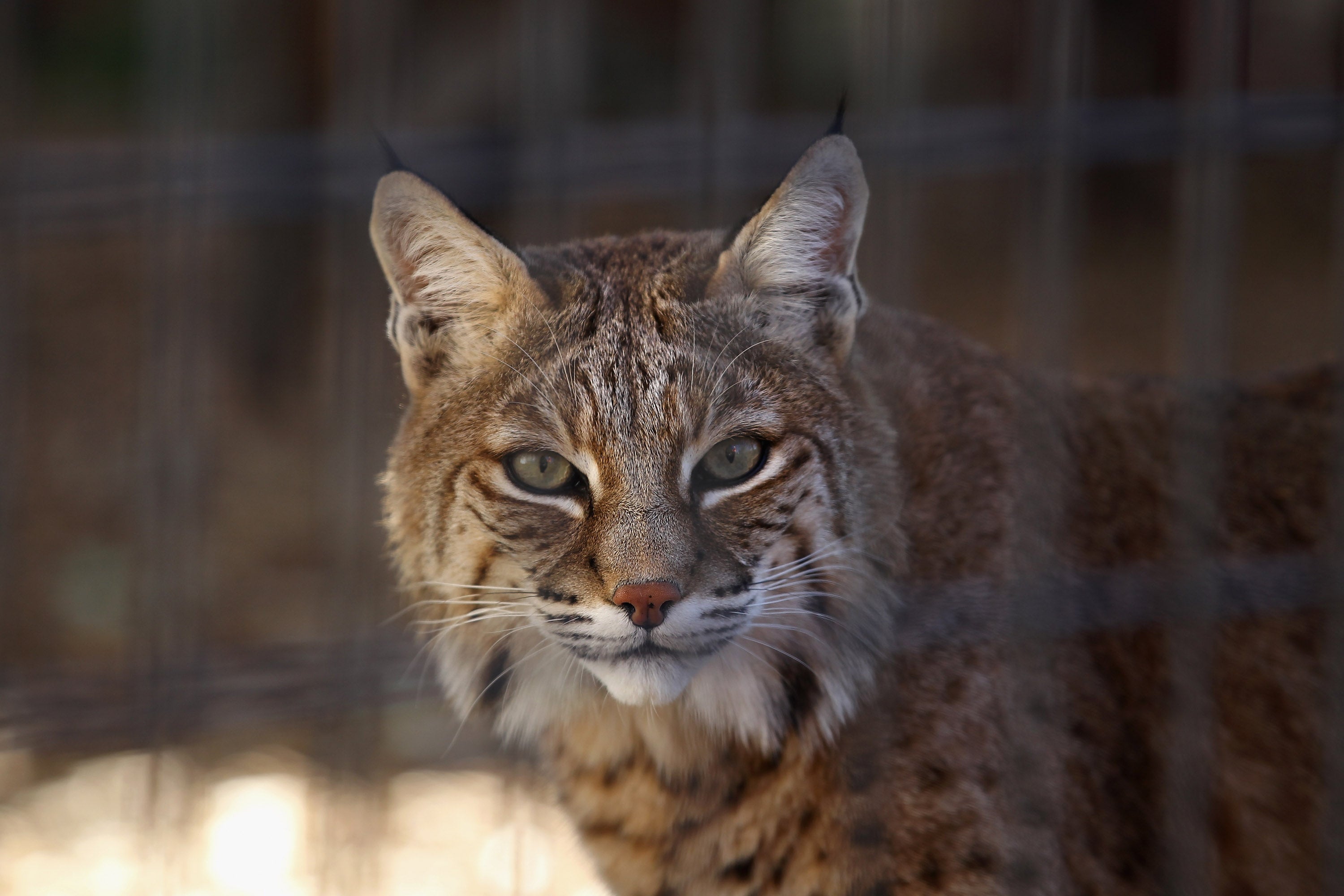 Bobcat san dealbh aig comraich ann an Colorado. Tha ceithir bobcats am measg an fheadhainn a tha a-nis marbh às deidh do chnatan-mòr nan eun a dhol tro Ionad Tagraidh Wild Felid ann an Washington