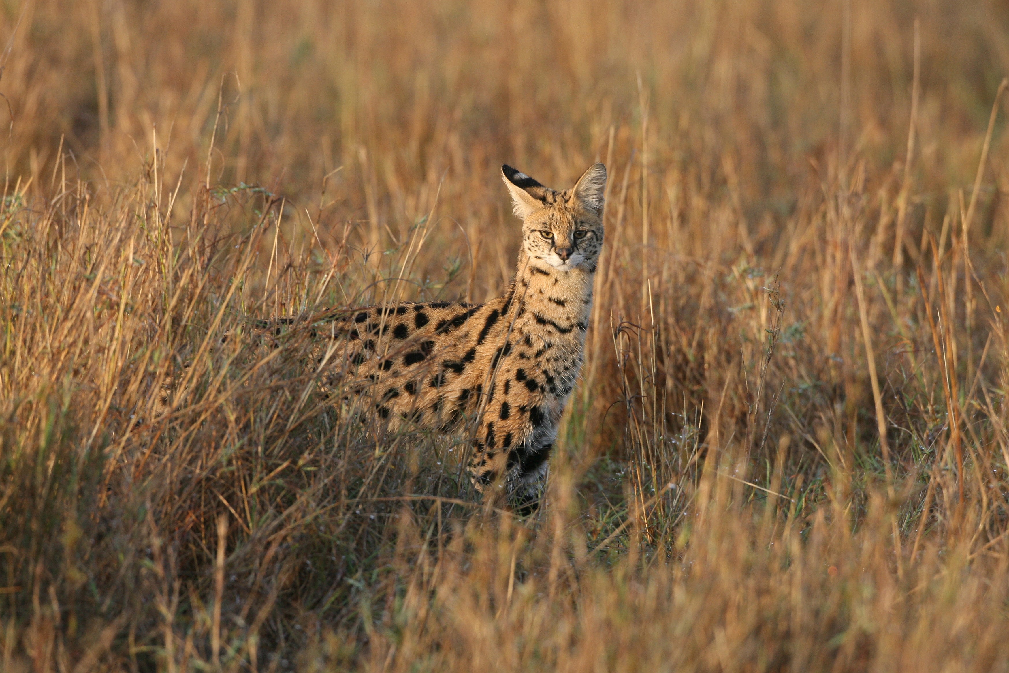 A serval pictured in Kenya. Twenty big cats, including five African servals, died after contracting bird flu at a Washington State sanctuary