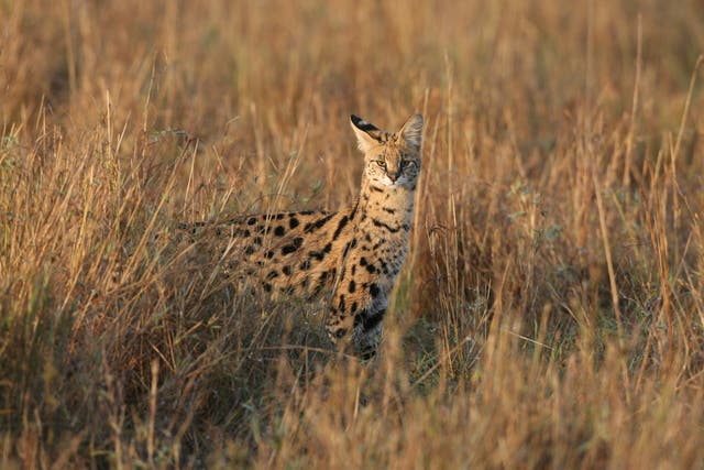 <p>A serval pictured in Kenya. Twenty big cats, including five African servals, died after contracting bird flu at a Washington State sanctuary</p>