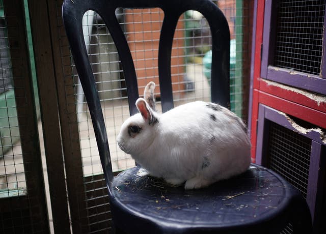 <p>Figures from the animal welfare charity paint a distressing picture of the struggles faced by animals across the country</p>