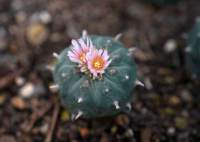 Indigenous Spirituality Peyote