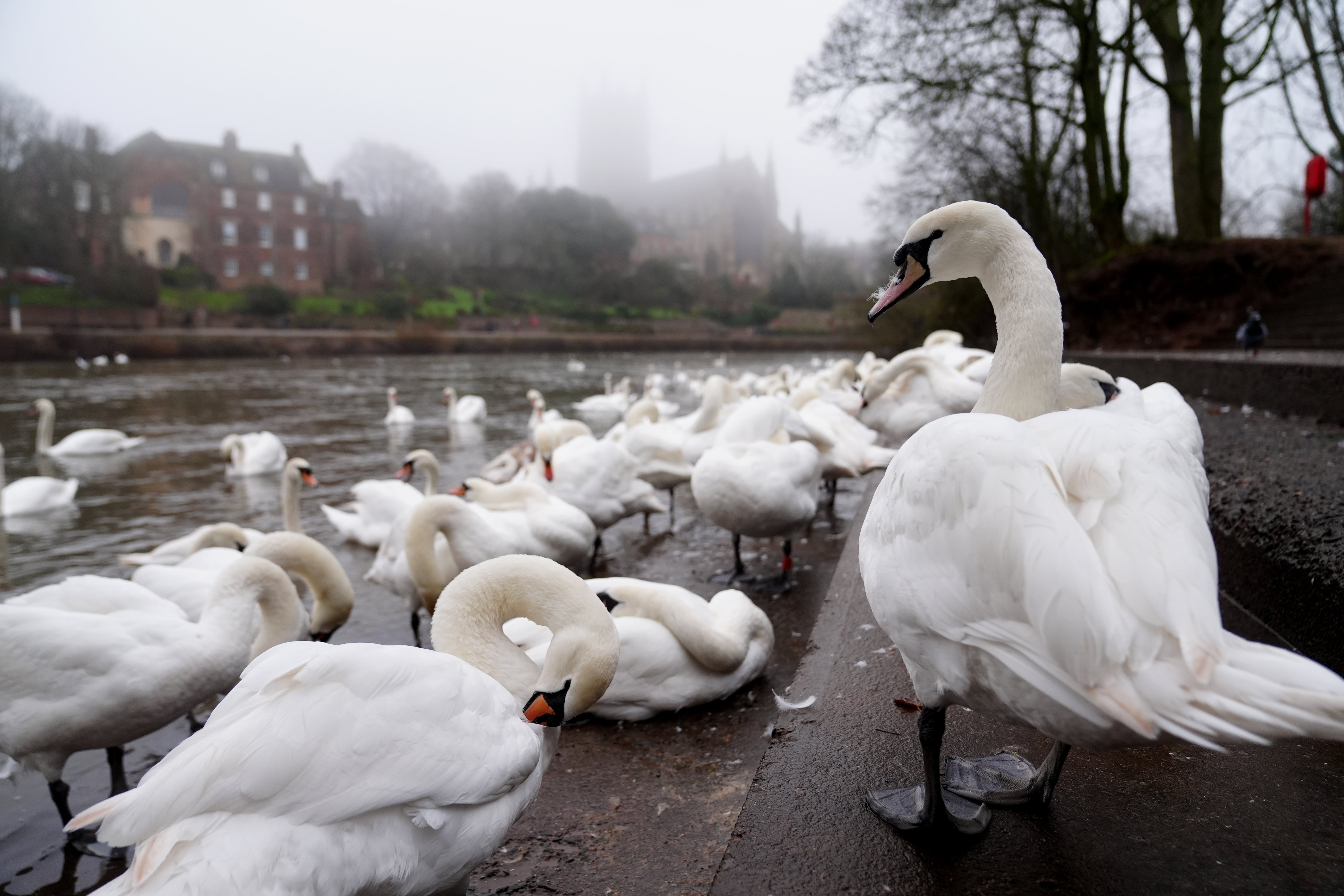 Geese gather near a lake during misty weather in Worcester. Boxing Day will be another day of dry and mild weather expected for much of the country