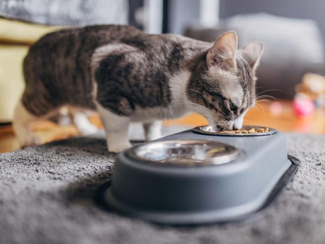 <p>A cat’s death prompted a pet food company to issue a recall throughout North America </p>