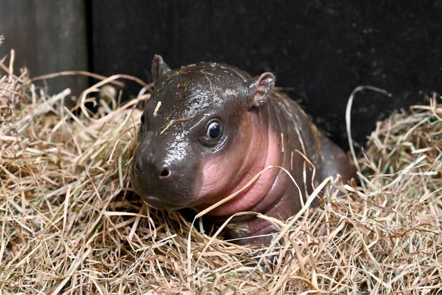 <p>The hippo, who is yet to be named, is the third calf for mother Iris and father Corwin </p>