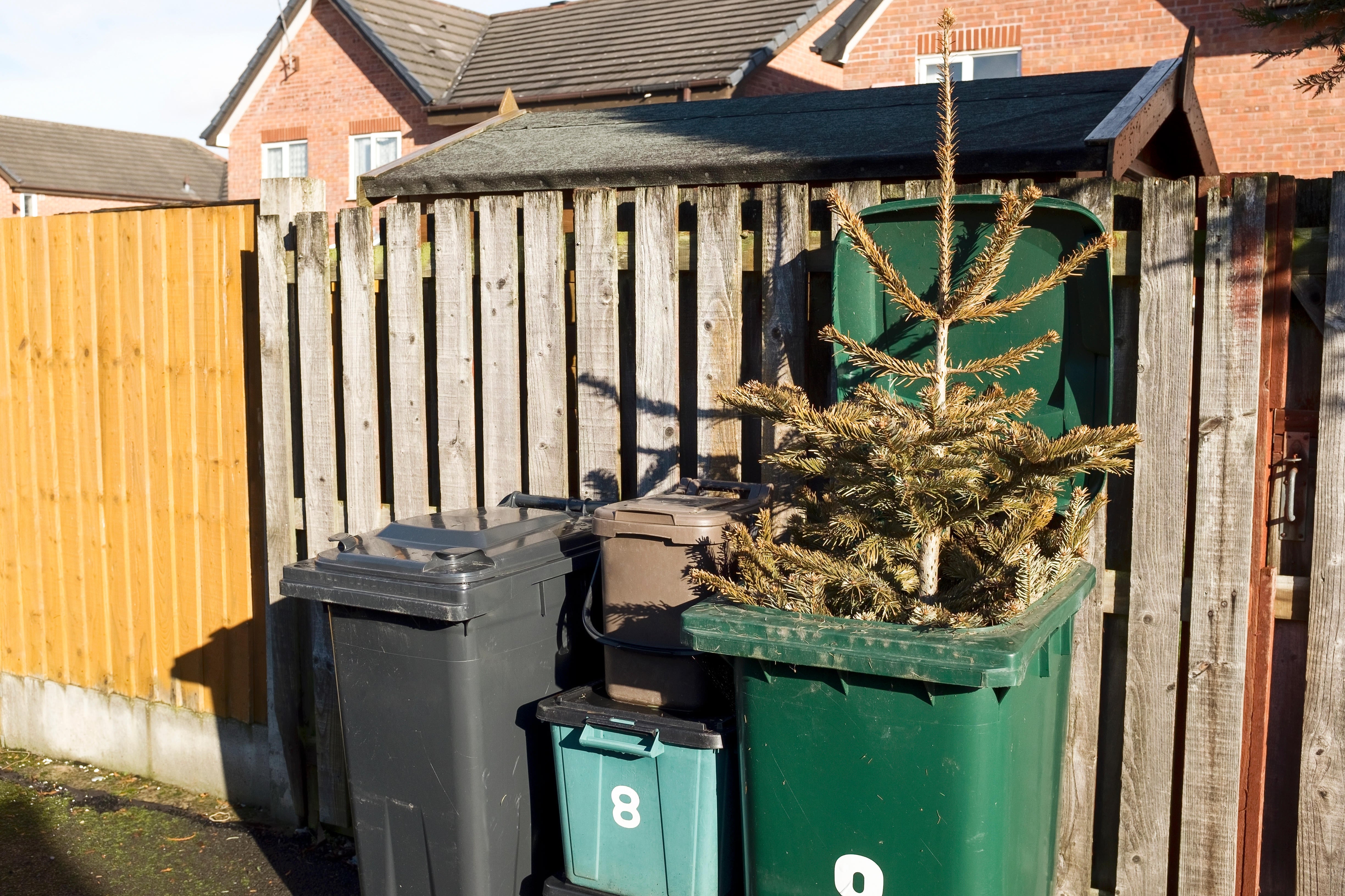 Check what dates your local council will accept Christmas tree for recycling (Alamy/PA)