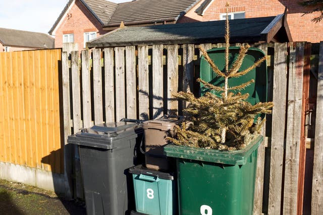 <p>Check what dates your local council will accept Christmas tree for recycling (Alamy/PA)</p>