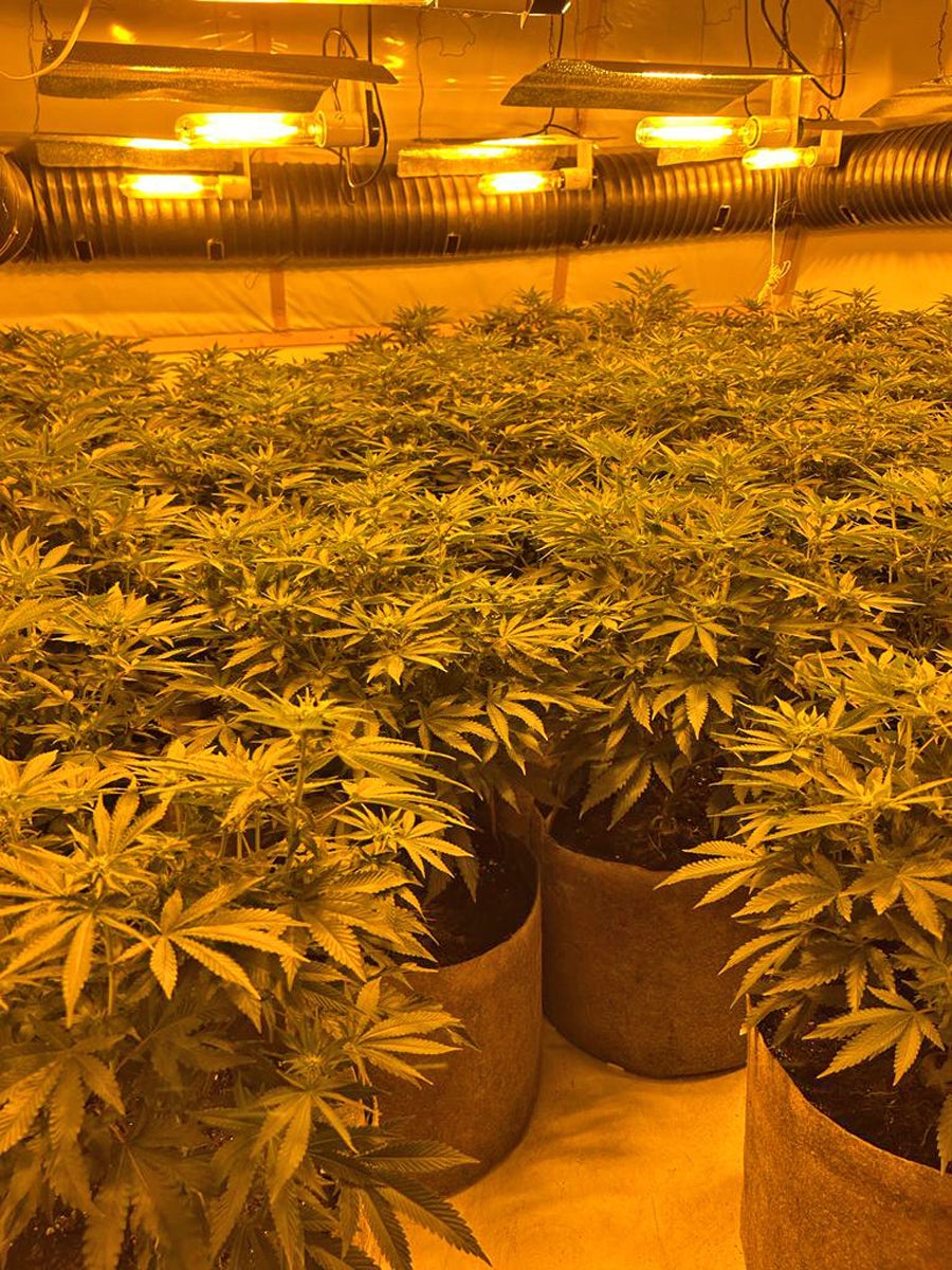 Cannabis plants seized as part of Operation Mille