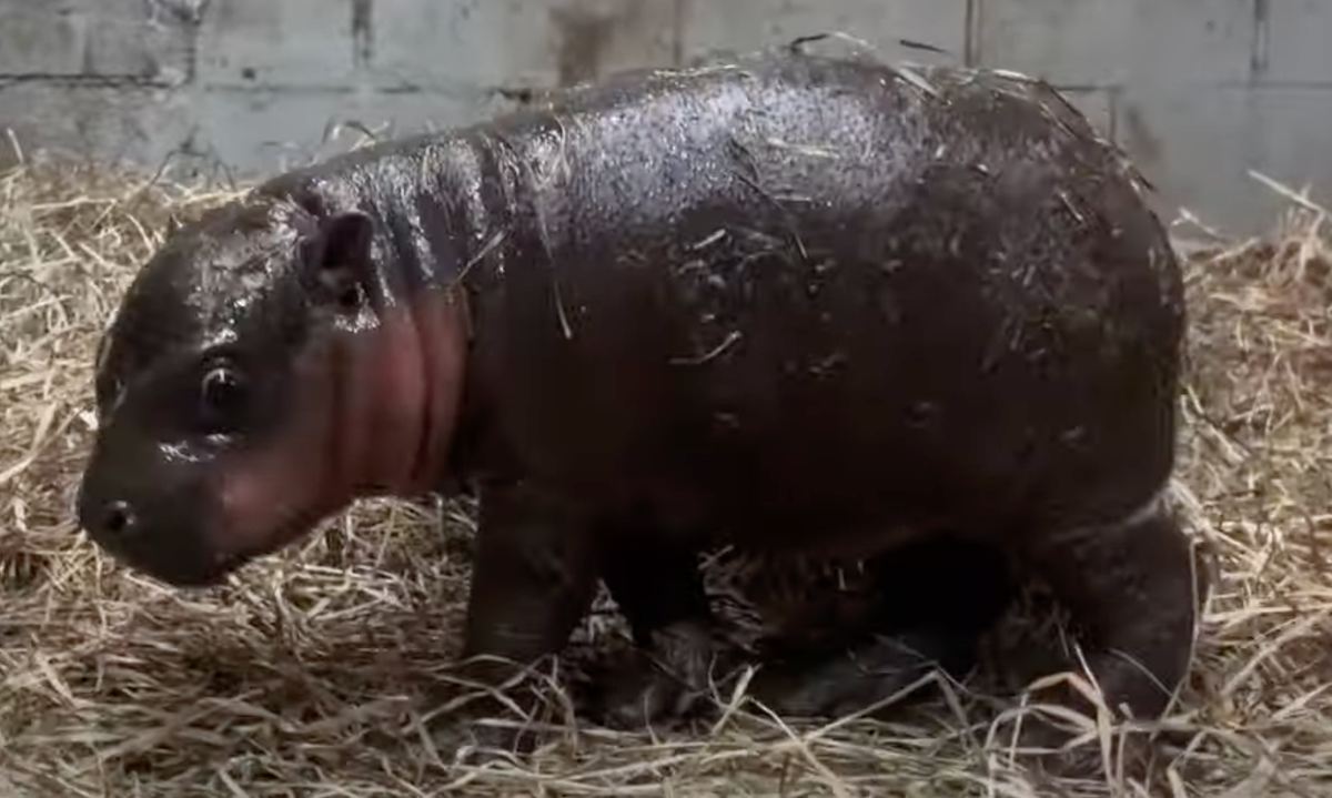 Zoo welcomes adorable endangered pygmy hippo in time for Christmas