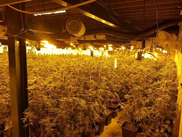 <p>A suspected cannabis farm discovered by Sussex Police. More than 500,000 cannabis plants were seized in England and Wales in 2022/2023 </p>