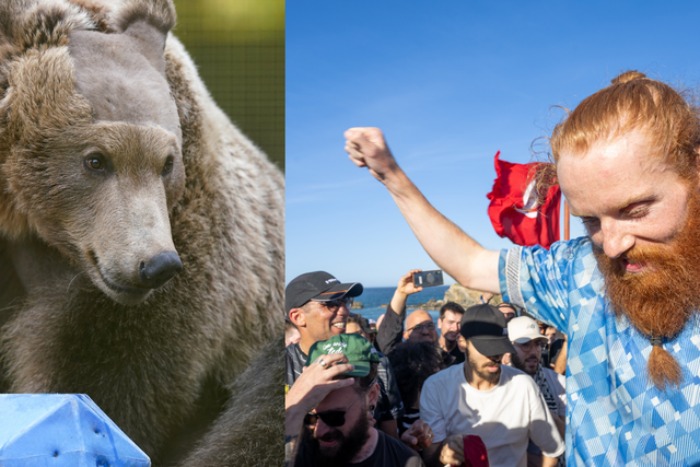 A brown bear in Kent receiving life-saving brain surgery (left) and the ‘Hardest Geezer’ running the entire length of Africa were among the uplifting moments of 2024 (PA)