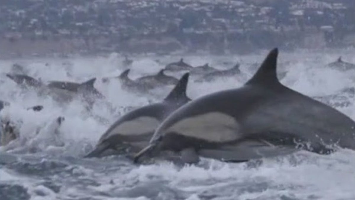 Watch: Mesmerising dolphin stampede off California coast on Christmas Eve