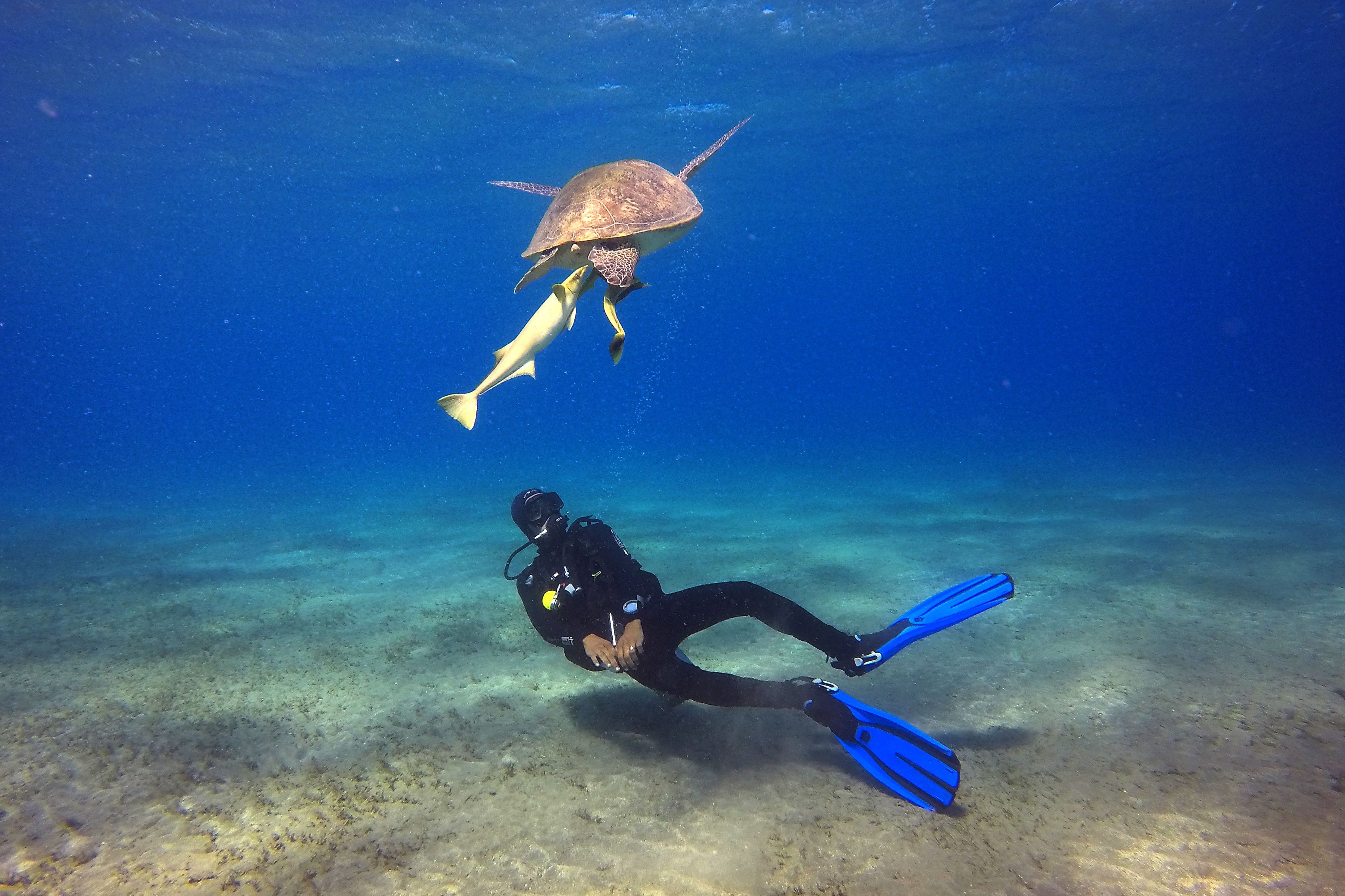 Marsa Alam is an Egyptian coastal town known for its coral reefs and marine life